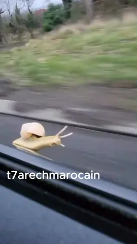 ghlala live it @t7arechmarocain