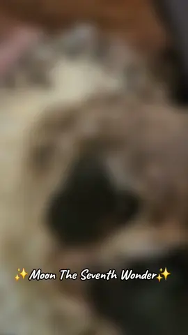 Hembra 10 meses !! 😍 #fyp #parati #storytime #viral_video #akita #akitaamericano #americanakita #amak #doglovers #malaga #costadelsol @The Seventh Wonder Akitas 