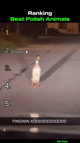 Ranking Polish Animals #ranking #polish #animalsoftiktok #fyp #viral_video #funnytiktok #shorts