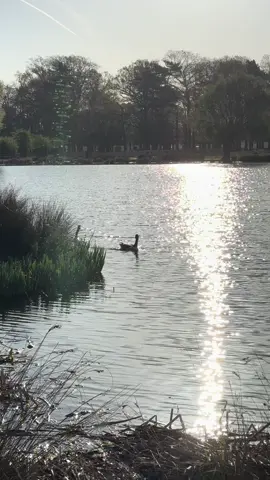 Bushy Park  #bushypark #springinlondon #londonparks #london #lovelondon #birds #bird #birdwatching #londontiktok #londonphotography #wildanimals #wildlifephotography #amazinglondon #incrediblelondon #londonwildlife #mylondon #londoninmyeyes #wildlondon #goose #geese #geeseoftiktok #geeseofinstagram #geesetiktok 