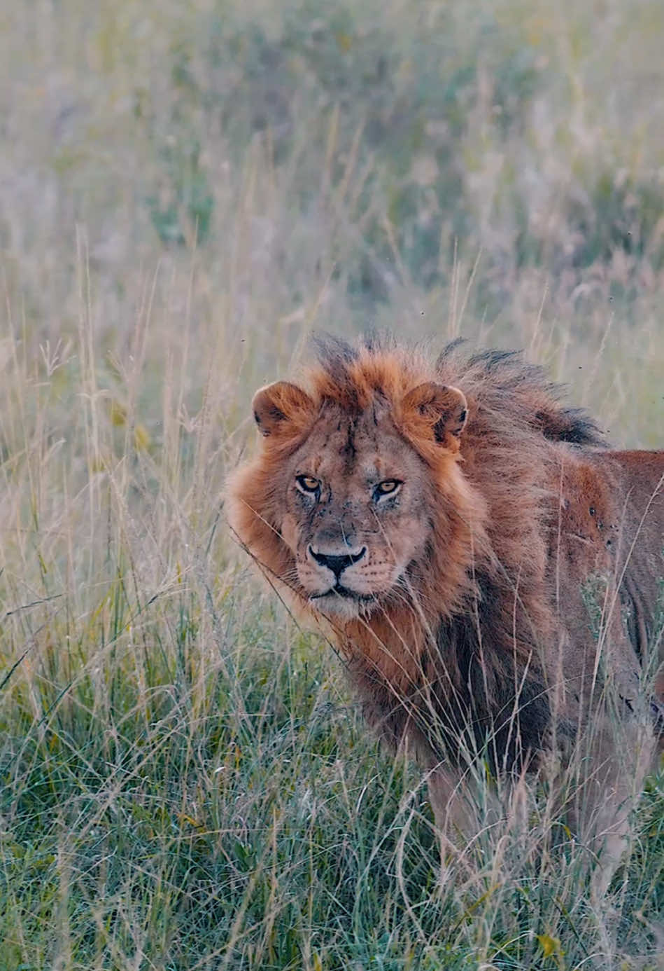 This young male came walking out of the tall grass as we were filming a couple of lionesses in a sausage tree nearby 🦁  With @greyjoy_safari_adventures  #lion #lions #safari #tanzania #africa #serengeti #animal #animalvideos #wildlife #africanwildlife #wildlifephotography #wildlifevideography 