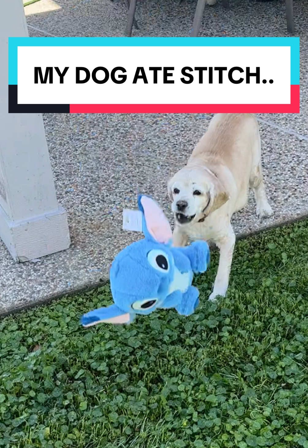 APRIL LEAVE STITCH ALONE 👾😭 #liloandstitch #stitchlover #disneystitch #disneystitchcollectors #funnydog 