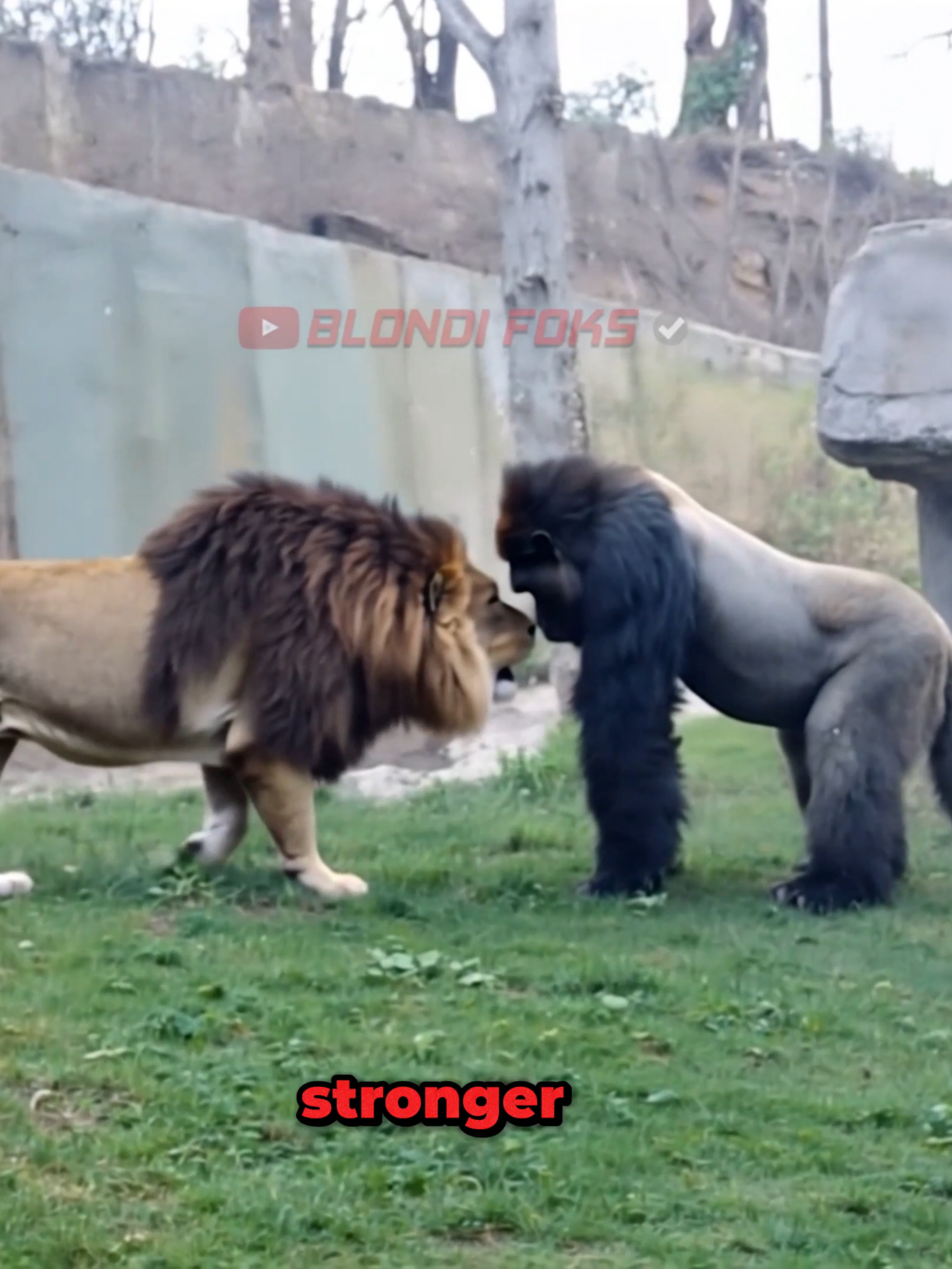 Lion VS Gorilla Meet Secretly at The Zoo! A gorilla and a lion, who have been waiting to face each other for years in a zoo, came face to face to prove who is stronger. The lion can weigh up to 250 kilos and has an incredibly muscular body with a bite force of 650 PSI. However, the gorilla can easily scare a lion with only 1300 PSI bite force. #gorilla #lion #zoo #zooanimals