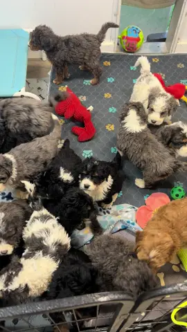 Their colors are just beautiful ❤️#puppiesoftiktok #creatorsearchinsights #fyp #doodle 