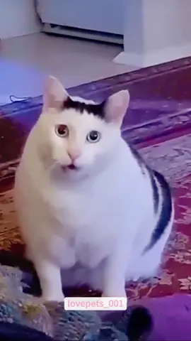 Internet-Famous Cats.#cats #cutecats #foryou #funnytiktok #funnyvideos #usa #funnyanimals #fypシ #cute #funnycat #catlover #funnypets #viral #funny 