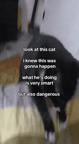 #iknewthiswasgoingtohappen #catcore #fyp #foryou #pinkcore #cats #cattok #corecore 