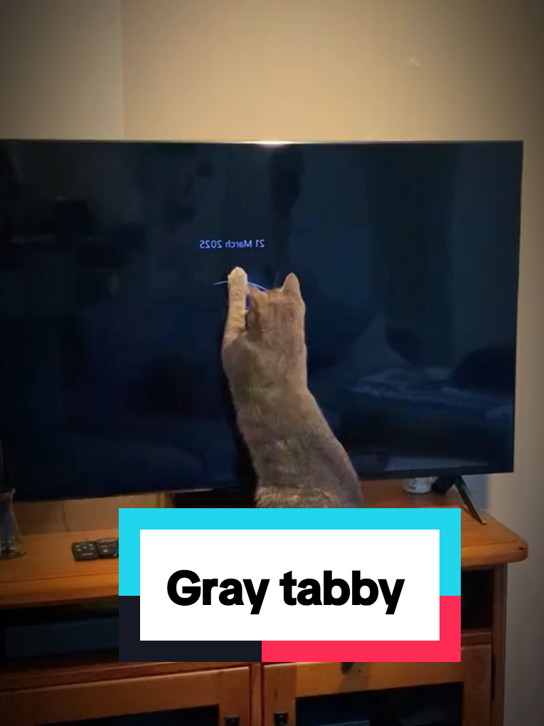 Why Gray Tabby Cats Are the Best Pets!interesting facts about gray tabby #greytabby #cute #graytabby #graytabbycat  #catsoftiktok #petlovers  #foryou  #creatorsearchinsights  credit goes to the owner owners mentioned in the video 