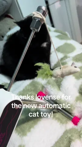 Lovense is a funny name for a pet toy company ngl  #lovense #sw #cat #cats #cattoy #blackcat 