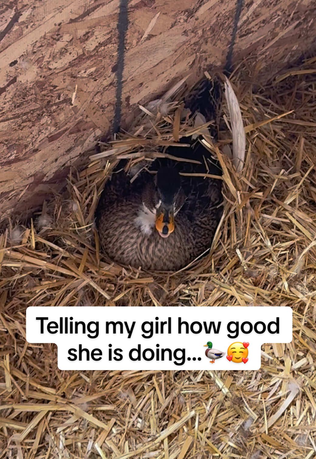 So proud of my girl! She has done so good already. 🥰🦆 #waddlesthecallduck #callduck #callducks #callduckoftiktok #duck #ducks #ducksoftiktok #ducksoftiktok🦆 #ducksoftiktok🦆🦆🦆 #cuteanimals #cuteducks #cuteducksoftiktok #cuteduckvideos #animalvideos #animalvideo #funnyanimals #funnyanimal #ducktok #birdsaspets #birdsoftiktok #birdmom #birdmomlife #birdmomproblems #duckmom #duckmomlife #backyardflock #backyardflocks 