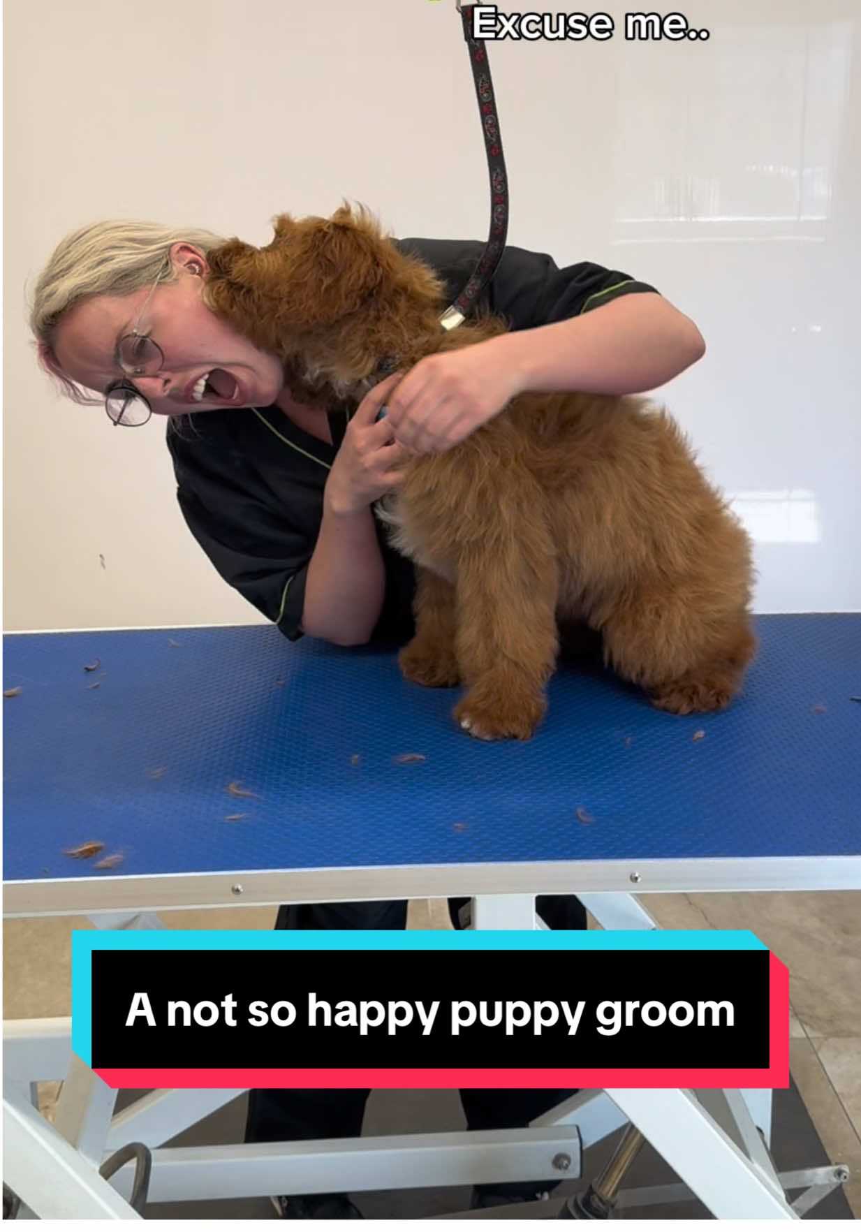 A puppy’s first time to the groomers..help x  #puppygroom #puppbath #puppies #doggrooming #angrypuppy 