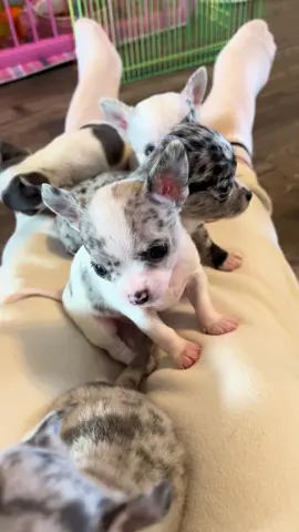 Puppy time 🐶 Navy and Pink’s litter playing together.  https://preciousgems.simdif.com  #preciousgemsakcchihuahuas #preciousgemsfamily #chihuahuafamily #chihuahuacuteness #cutepuppies #Puppies #PuppyCuteness #adorablepuppies #puppyplaytime #BestFriends #puppytime #chihuahuaplaytime #adorablechihuahuas #chihuahualove #cutechihuahuas #chihuahuatime #puppycuteness #adorablepuppies #cutenessoverload 