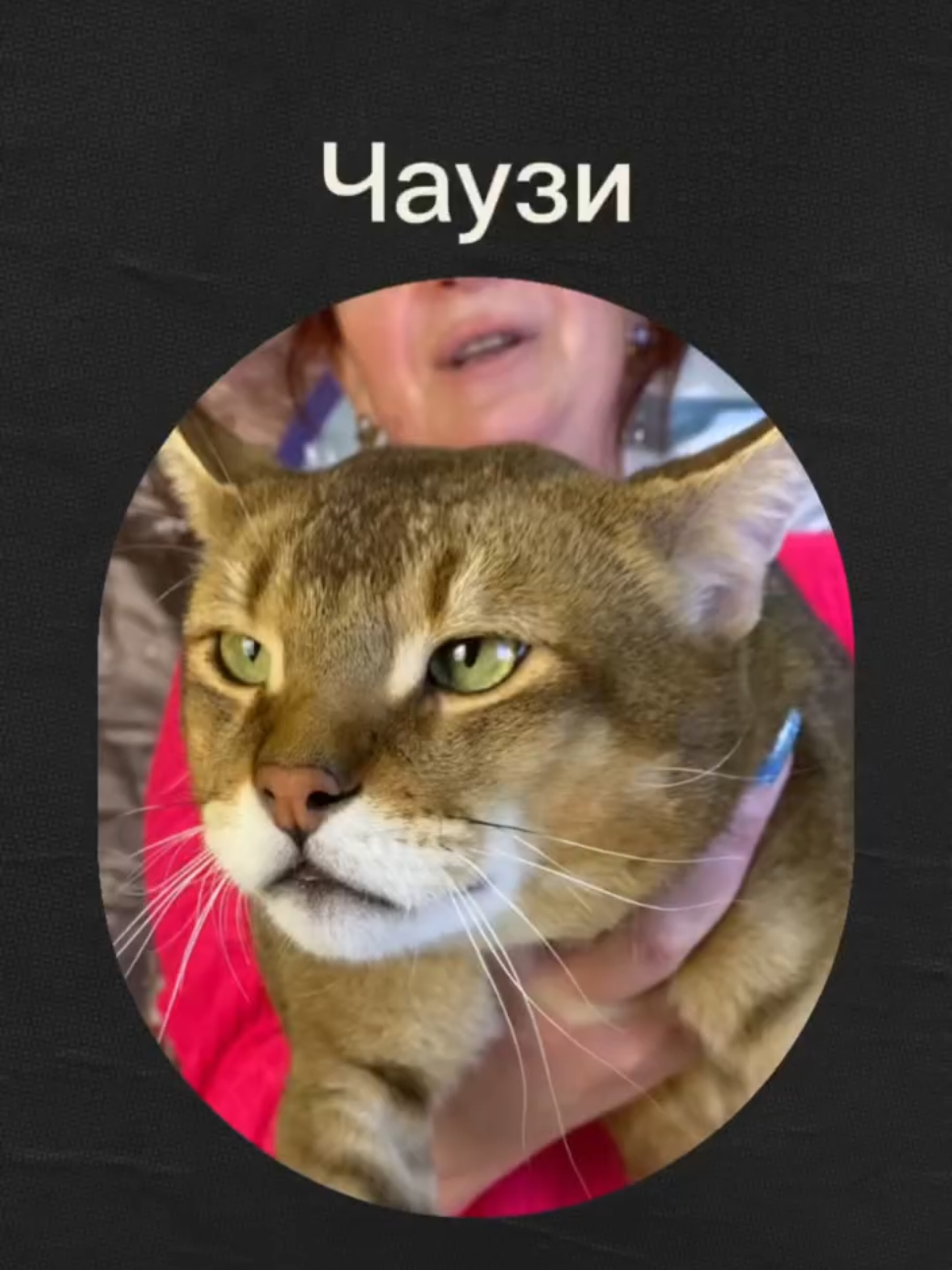 Чаузи. Судья Елена Бутомова  #котики #животные #выставкакошек #фелинология #kitty #чаузи #дикиекоты #cute #globalcats #комышовыйкот #cats #catslovers #кошки 