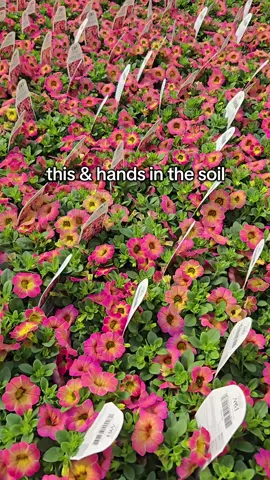 A sea of blooms, warm greenhouse air, and garden season finally approaching...can you feeellll it?! 🌱🌞❤️🦋 #springbeauty #gardengoals #plantlove #gardeninspiration #greenhouse #planter #springvibes 