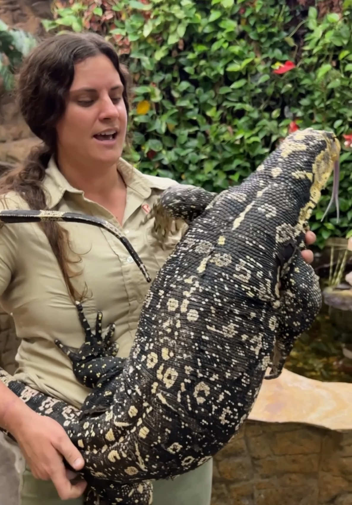 MOMMAS BOY 🦎 This dude was NOT known to be the most friendly 😄 That is..until he met me! 🥰 Then everything changed! It was love at first sight. Now he clings onto me like a baby!
