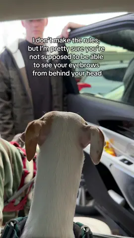 Am I wrong? #iggy #italiangreyhound #dogsoftiktok 