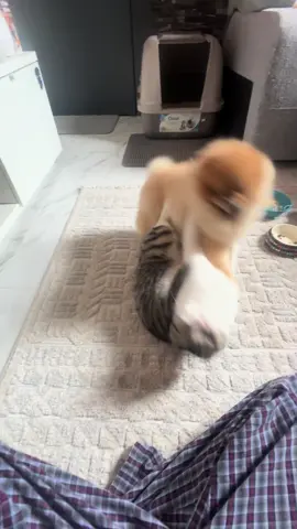 انتهت هدنه الصلح .. ورجعت حرب البسوس مره ثانيه 🤦🏻‍♂️ #family #puppy #q8 #kuwait #pomeranian #الشعب_الصيني_ماله_حل😂😂 #dog #cat #kitten #potti #luxurylife 