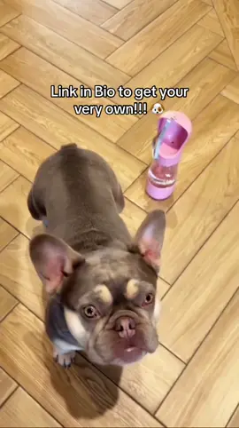 Get your own 2-in-1 pet water bottle now; Link in Bio!!! 🐶 #foryou #tiktokmademebuyit #dog #dogproducts #explore #fyp #pet #frenchbulldog 
