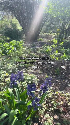 Even as a flower, Apollo and Zephyrus still quarrel over him. #greekmythologytiktok #apollo #greekmythology #apolloandhyacinthus #greekgods #fyp 