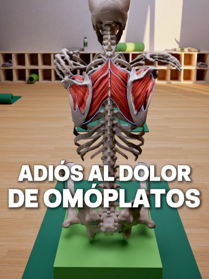 ¿Dolor entre los omóplatos? 🤔 #dolordeespalda #espalda #dolorcronico #ejercicio #ejerciciosencasa #flexibilidad