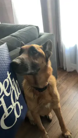 He’s a good boy  #AD #petlabcocreator #petlabcoprobiotic @PetLab Co. #fypシ゚viral 