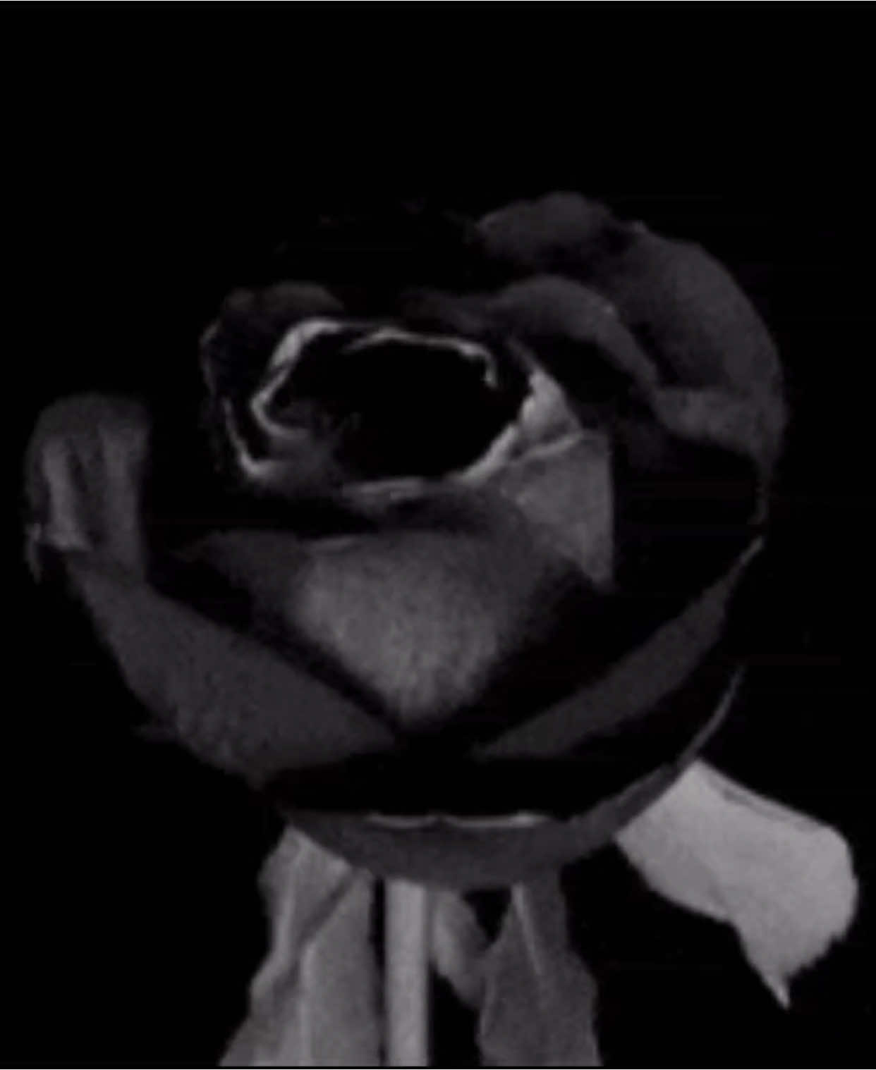 the colour black #beautiful #funny  #viral #tiktok #black #aesthetic #edit #foryoupage #blowup #movie #famous #2025 #skibidi #editor #brainrot #artist #thecolourblack #dark #darkness #nyx #mothernyx #greekgods #hellenism #night #nyctophile 