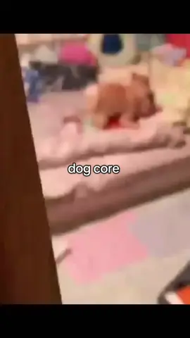 #dog #funny #animalsfunny #fyp 