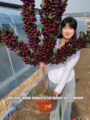 Cienka skórka, grube mięso, słodki sok, roślina jedna i cała rodzina nie może tego zjeść