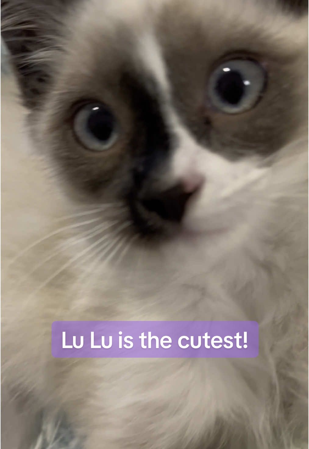 #cutecat #fyp #fypviral #lulu__kitty #girlcat #kittensoftiktok #cats #catlover #princesscat #ragdollkitten #mycat #cutestthingever 