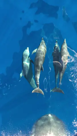 These guys will for sure cure your case of the Monday blues. 🐬🐬 . . #fyp #follow #traveltok #viral #dolphin #pacificocean #originalvideo 