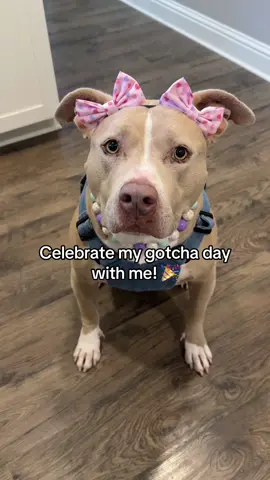 A very fun day! #dogs #dogvideos 