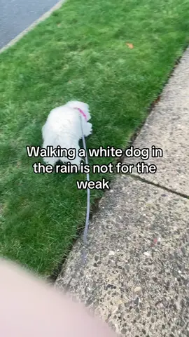 She’s so wet and dirty now I can’t 😣#fyp #relatable #dog