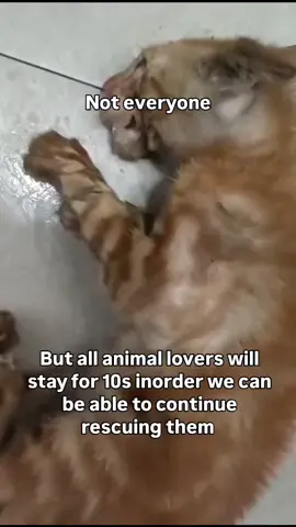 Our clinic debt has reached $2000 and until we pay it off in 3 days, we can’t rescue or treat new babies.  I don’t really know what to write, how to act and what to do 😭😭😭😭 Please hear our voice!!!! Donaiton link is on my bio 🙏🏻🙏🏻🙏🏻 #repost #catsofinstagram #catrescue #rescuekittens #catsfollowers #cats #straycatsofinstagram #communitysupport #catstagram #unitedkingdom #usa #europe #germany #switzerland #furryfriends #fyp 