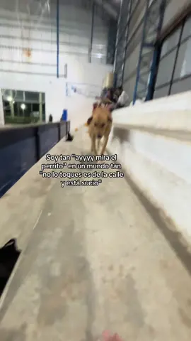 Porque los amo tanto #adoptenperritocallejero #perritoscallejeros #perritosonriente #paratiiiiiiiiiiiiiiiiiiiiiiiiiiiiiii #Inverted #para #len #lentejas #perrotriste #perritofeliz 
