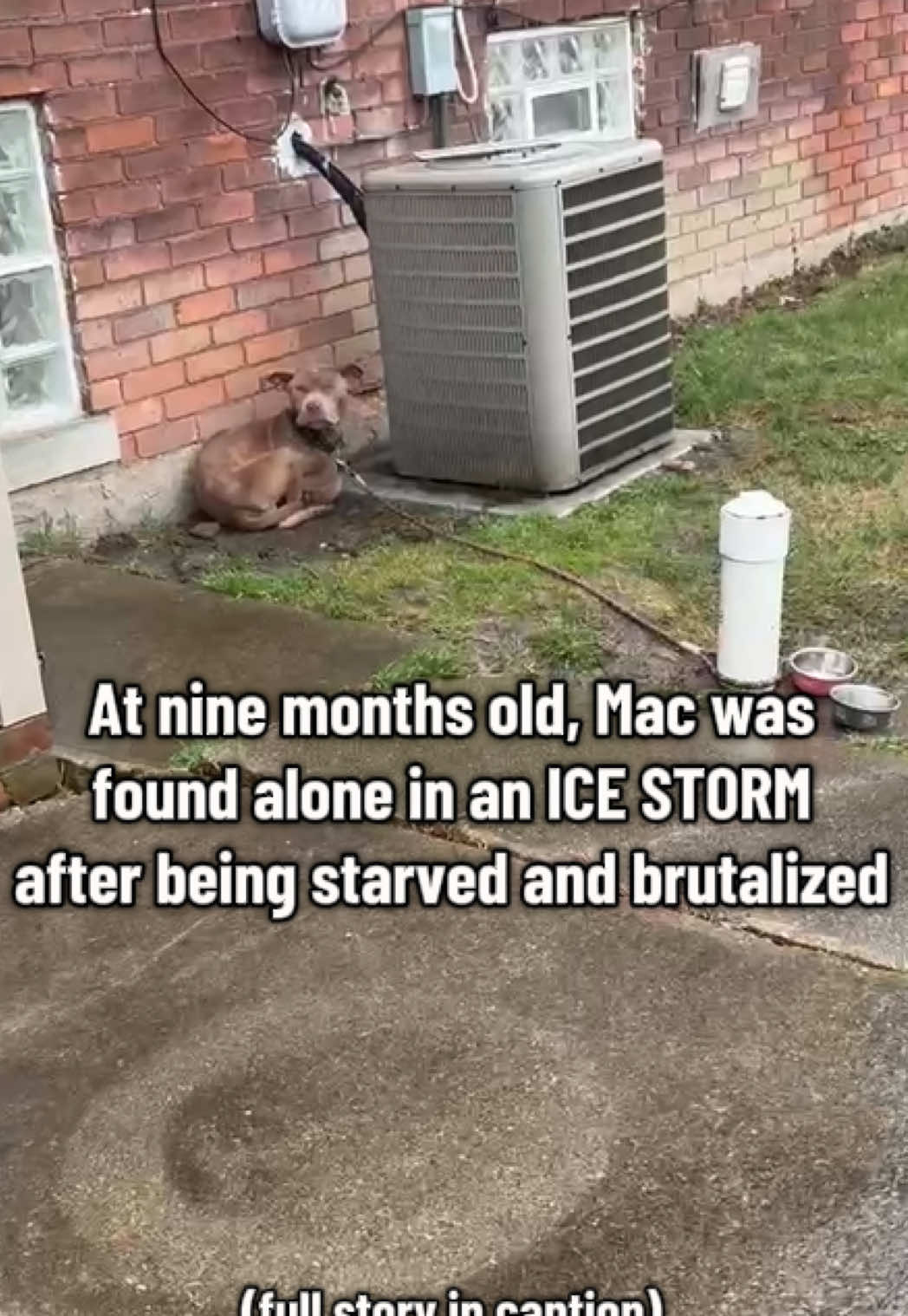 9-Month-Old Puppy Is Starved & Beaten, Then Left To Freeze Outside In An Ice Storm By His Tormentors... Mac crawled into a stranger's yard, too weak to stand. He was emaciated, freezing cold, and COVERED in bruises, likely from being beaten over and over again. He is less than a year old. The owners of the home approached the pup carefully. They slipped a leash over his neck, but could not bring him into the house because of their own dog. They called us, desperate for our help—this fragile pup was in horrible condition and it was clear he was running out of time. We didn't hesitate. As we approached poor Mac, he trembled uncontrollably and gave a halfhearted growl before dropping his head in defeat and exhaustion. After some gentle coaxing, we managed to get him in the car. He was so hungry that he tried eating paperwork and cleaning wipes. We stopped by McDonald’s on the way back to our rescue, and he scarfed down a burger. It could have been the first meal he'd had in days. In that moment, we named him Mac. We scheduled a vet appointment right away. We learned that, in addition to being dangerously malnourished, Mac is LOADED with parasites. He is estimated to be just nine months old. He was beaten and starved for reasons we can't even begin to understand. He is still so scared, unsure if he can trust us. He has likely never known kindness from humans before, but we're hoping to change all of that. You can help us give Mac the future he deserves. Please consider contributing to Mac's medical fund or sending him a get-well gift from his wish list of supplies. We will be sure to keep you updated when we can. Thank you so much for your compassion and generosity. 🔗 LINK IN BIO - DONATE 📍Smiths Creek, MI - Paws Awes & Claws (@Paws, Awes & Claws) #rescuedog #puppyoftheday #puppy #fyp #foryou #dogrescue #stopanimalcruelty #animallovers #doglovers #animalwelfare #animalrescue #pittiesoftiktok #pitbull #pitbullpuppy #puppiesoftiktok #dogoftheday #dogsoftiktok #viralvideo 