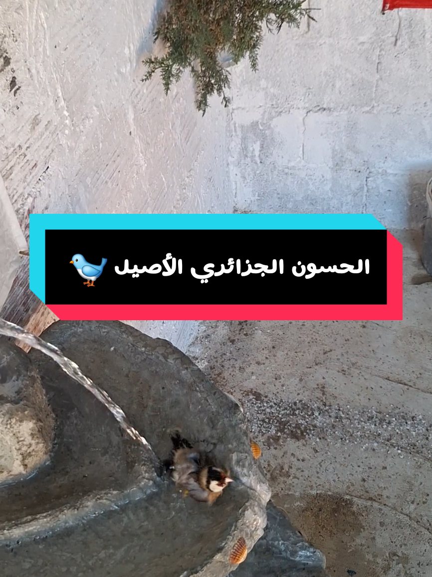 الحسون الجزائري الأصيل 🐦 بتبتة جماعية لتحفيز الحسون 🔥 🔥 🔥 🔥 🔥 🔥 #المقنين_زين🌷🎀😂 # #الحسون_في_السلاكة #الحسون😎 #سلاكتي_المتواضة😍😍 #chardonneret43🦅 #تربية_الحسون #بتبتة #بتبتات_الحسون #المقنين #تربية_الحسون_في_السلاكة #تربية_الحسون_بي_احترافية🇩🇿🇱🇾🇲🇦🇹🇳 #tiktok_france🇫🇷 #ispania🇪🇸 #🇨🇵🇧🇪🇪🇦🇩🇪 #tiktok_usa🇺🇸 #🦅 #تغريد 