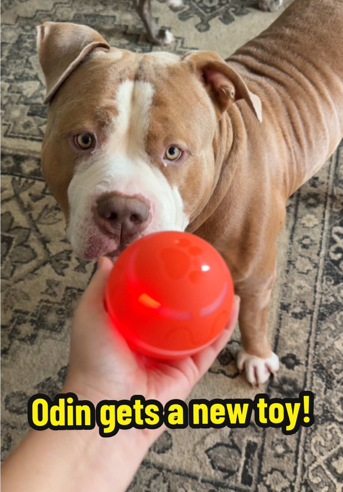 I wasn’t sure how he was going to react to this, but he absolutely loved it! A great way to keep your dogs entertained  #dogs #enrichmentfordogs #americanbully #dogtok #dogtoy #funny #funnydog #tiktok #tiktokshop 