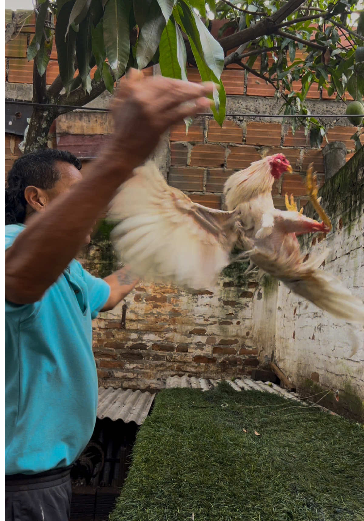 Como entreno mis gallos 🐓  #crianzadegallos❤🐓  #cuidadoanimal 