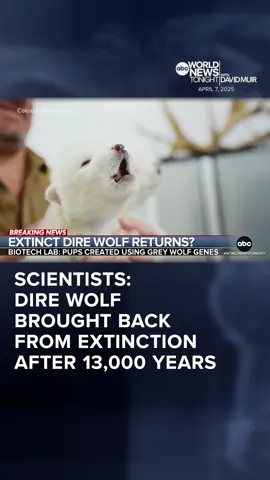 Colossal Biosciences says it brought back the #direwolf – a species that's been #extinct for 13,000 years. #ABCNews was given #exclusive access to the Dallas #laboratory where the revival became a reality. Matt Gutman reports on the scientific breakthrough. #WorldNewsTonight #News
