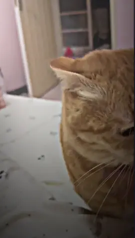 🥺🥺🥺 #fyp #cattok #cats #cutecat #catlover #cute #catlovers #presetalightmotion #preset #catsoftiktok #cat #viral #trending 