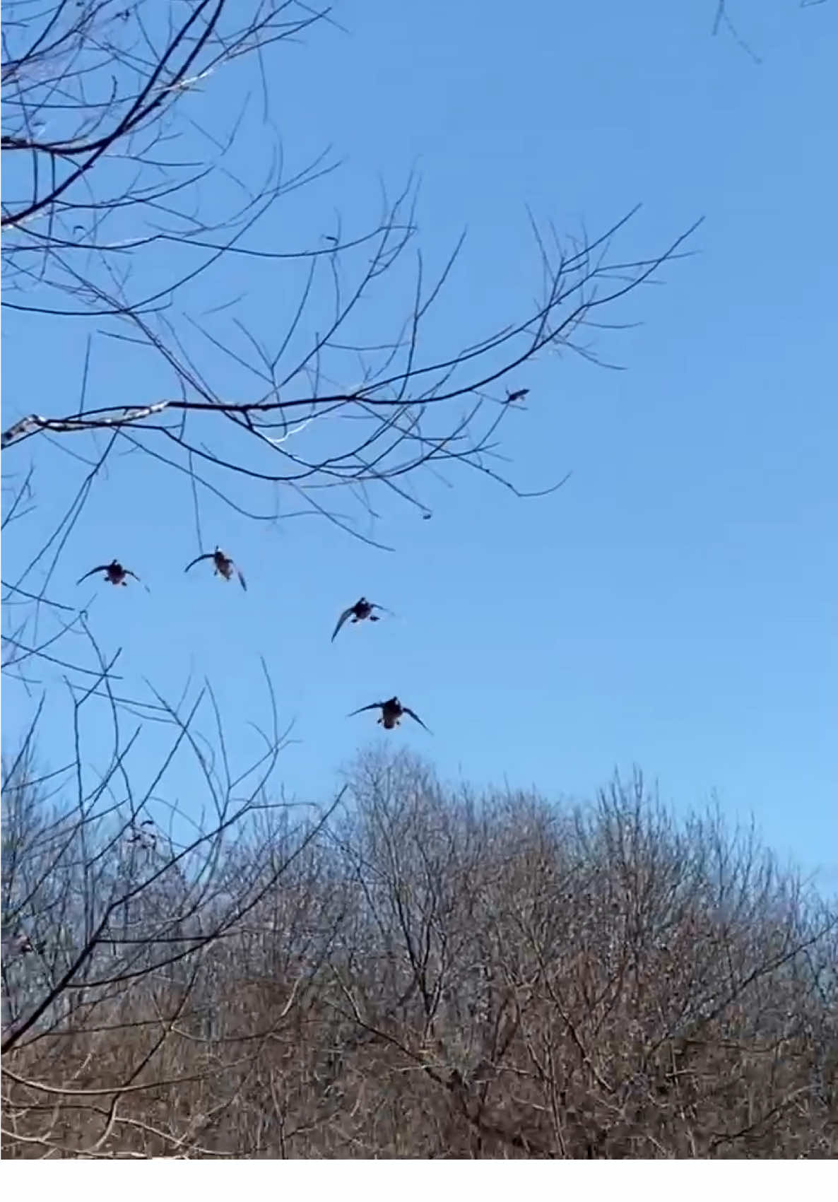 📖 If the word “committed” had a video definition, this would be it. Captured by our good friend @Tony Vandemore! #mallards #duckhunting #committed #rightinthehole #waterfowl