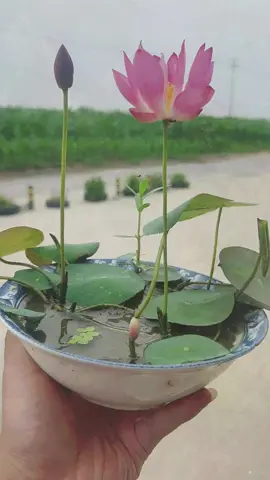 Miniature lotus flowers that can bloom even when grown in a bowl. The flowers are not as big as a palm, making them perfect for family potted plants#Bowllotus#Bowllotusplanting#Flowerandgreenplants#Seedgermination#Lotus#fyp#tiktokmademebuyit