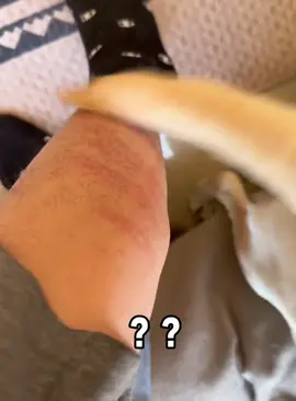 Funny Labrador #dogs #dog #funnydogs #fyp #foryou #pet #pets #PetsOfTikTok #dogsoftiktok #dogslover #us 