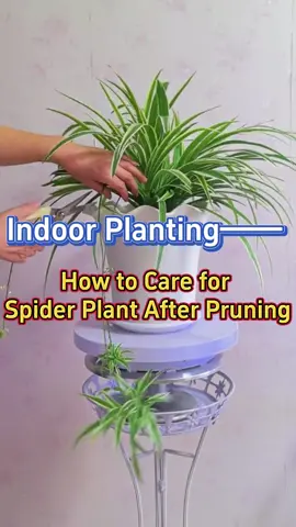 #indoorplants #spiderplant #gardening101 #plantcare #homegarden #caretips #indoorgarden #gardentips #houseplants #planttips #gardening #gardenproject 