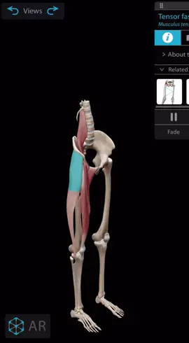 Giải phẫu cơ căng mạc đùi (Tensor Fasciae Latae - TFL) 1. Vị trí Nằm ở mặt bên trên ngoài của đùi, ngay dưới da 2. Nguyên ủy- bám tận 🔹Nguyên uỷ: Gai chậu trước trên (Anterior Superior Iliac Spine - ASIS) 🔹Bám tận: Hòa vào dải chậu chày (iliotibial tract) rồi bám vào lồi chày ngoài (tibia) 3. Thần kinh chi phối Thần kinh mông trên (Superior gluteal nerve) 4. Động tác - Gấp và dạng đùi - Xoay trong đùi nhẹ - Giúp giữ ổn định khớp gối khi đứng và đi bộ   🎯 Chức năng nổi bật • Cùng với dải chậu chày, giúp ổn định khớp gối trong các hoạt động đứng, chạy, đi bộ. • Phối hợp với cơ mông để đưa chân ra ngoài (dạng) và xoay trong nhẹ.   📌 Ứng dụng lâm sàng • Cơ TFL có thể bị căng quá mức ở những người thường xuyên chạy bộ, đi bộ dài hoặc tư thế đứng không đều ⇒ gây đau vùng hông - gối ngoài. • Hội chứng dải chậu chày (IT band syndrome) thường liên quan đến hoạt động quá mức của cơ TFL. #phcn #vatlytrilieu #giaiphau #cơ_căng_mạc_đùi #chạy_bộ   