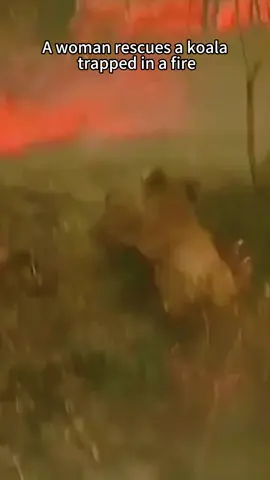 A woman rescues a koala in a fire #koala #babykoala #koalasoftiktok #koalas #animals #animalsoftiktok #animalrescue