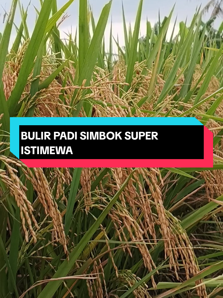 BULIR PADI SIMBOK SUPER ISTIMEWA #benihpandisimbok #padisimbokdigogohrancah #padisimbok #padisimboksawah #padisimbokdarat #fyp 