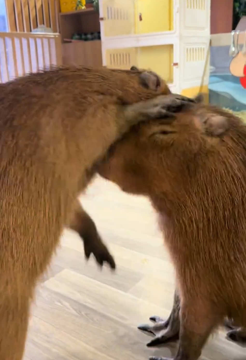 The two of them are fighting again😅 ##capybara##capybaralove##funnyvideo