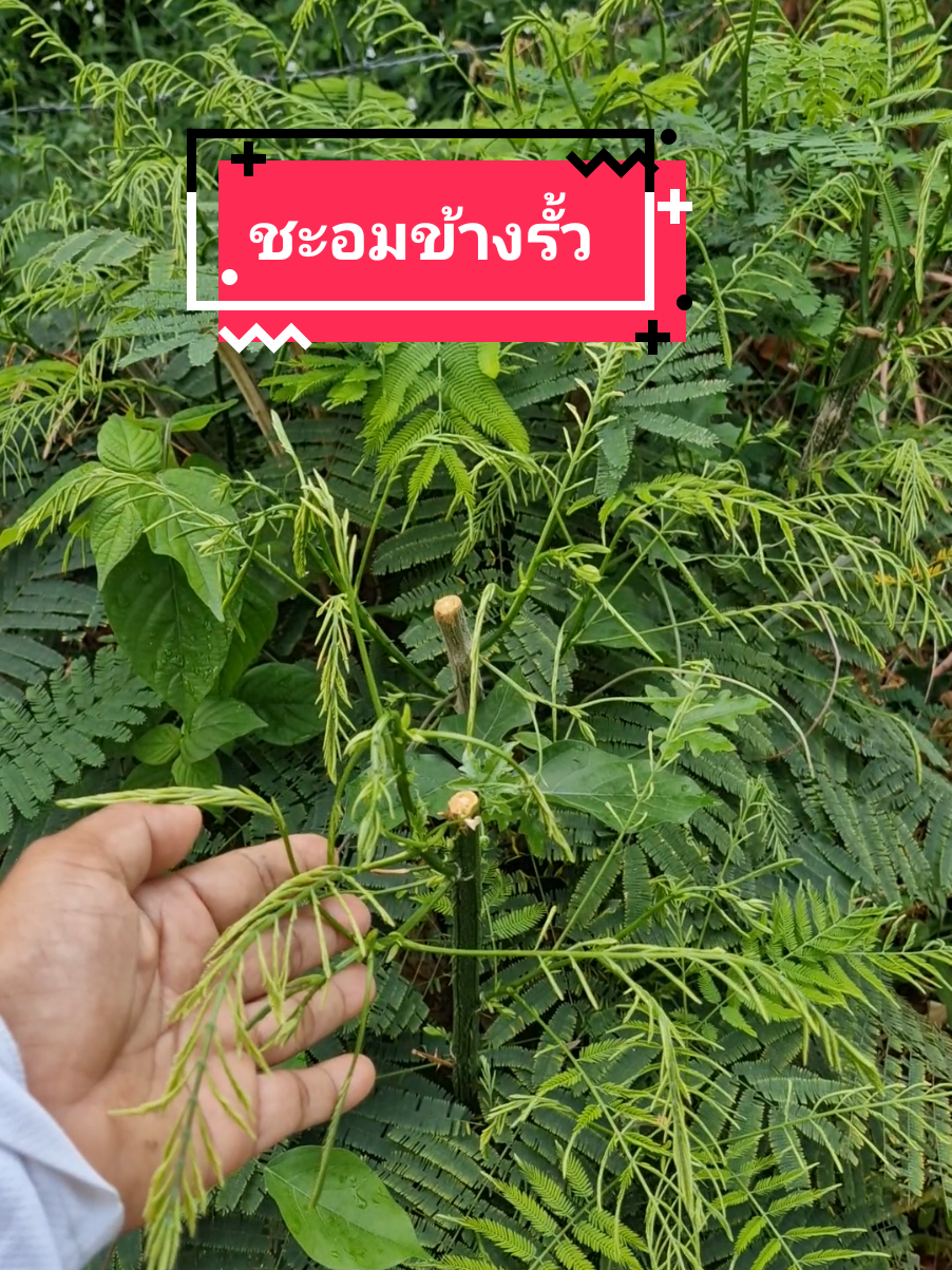 เช้านี้เก็บชะอมข้างรั้วค่ะ#ชะอม #เทรนด์วันนี้ #สวนเคลน้อยๆของฉัน #อาหารเพื่อสุขภาพ #ปลูกผักสวนครัว #ปลูกผักกินเอง 