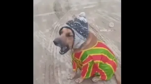 alguém sabe o que meu cachorro tem?