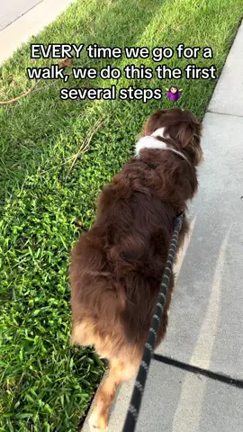 Dog walks with the a very weird Aussie 😂 #australianshepherd  #weirddog #aussiesdoingthings #aussies #aussiesoftiktok 
